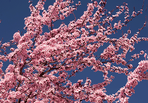 Cherry blossoms on the Petaluma campus